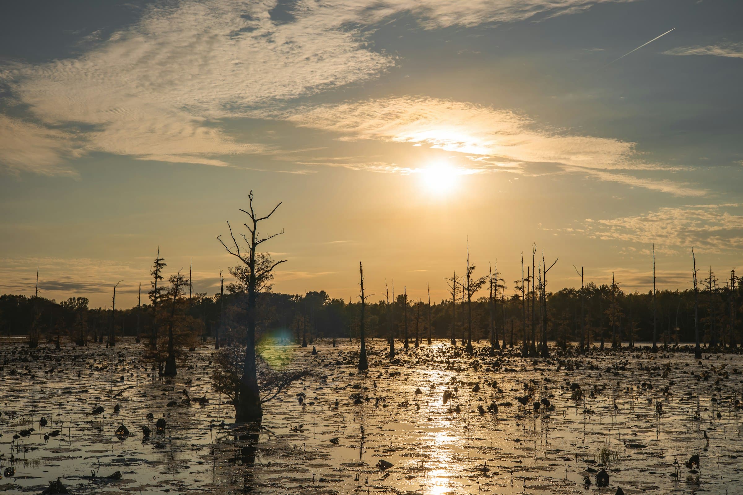 Sunset over a cypress bayou in Louisiana